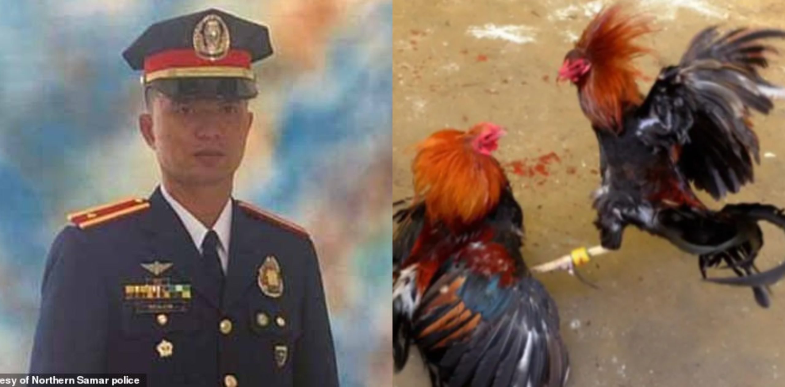 Tragedy As Rooster Kills Police Officer Photos Amiloaded News 