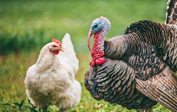 turkeys-and-chickens-living-together-1